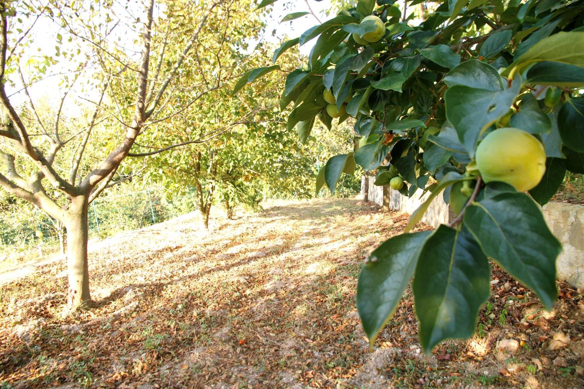 Bizim Ev Villa Sapanca Dış mekan fotoğraf